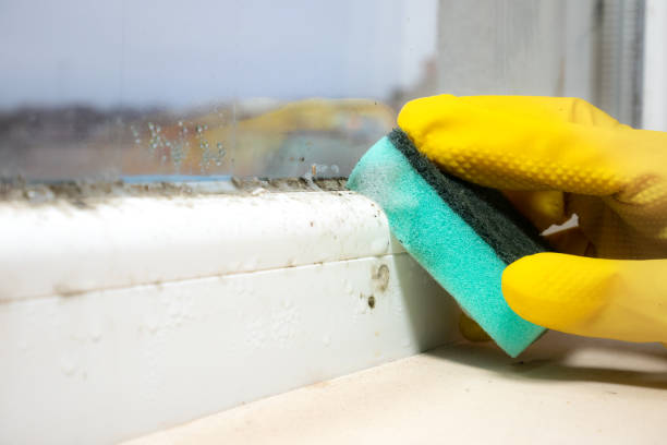 Best Toxic Mold Removal  in East Sandwich, MA